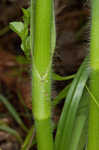 Hairyflower spiderwort